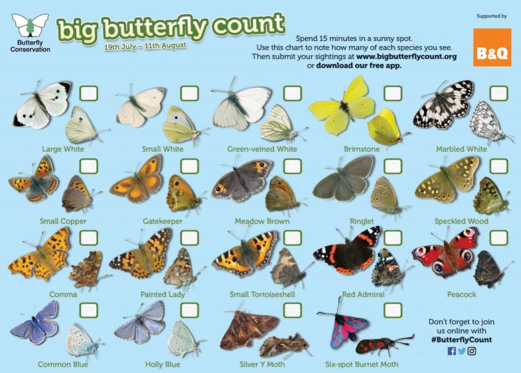 The Big Butterfly count